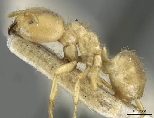 Pseudolasius pygmaeus specimen