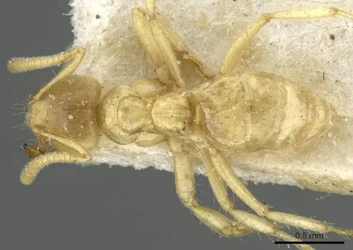 Pseudolasius pygmaeus - CASENT0910989