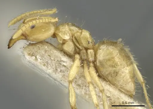 Pseudolasius pygmaeus - CASENT0910989