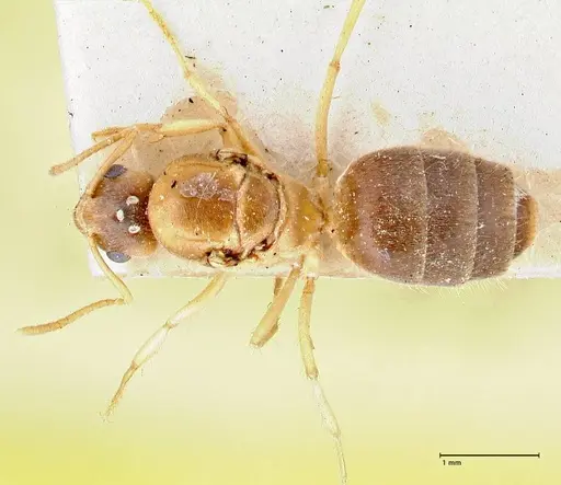 Pseudolasius pygmaeus - FOCOL2684