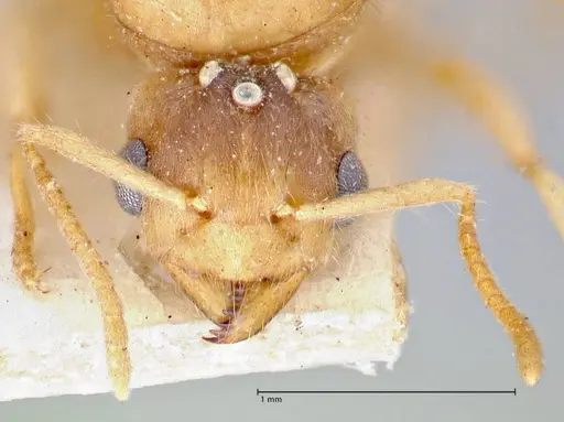 Pseudolasius pygmaeus - FOCOL2684