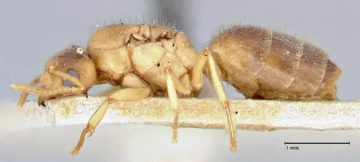 Pseudolasius pygmaeus - FOCOL2684