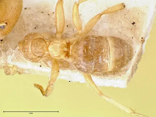 Pseudolasius pygmaeus - FOCOL2685