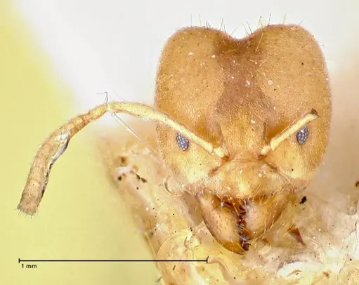 Pseudolasius pygmaeus - FOCOL2685