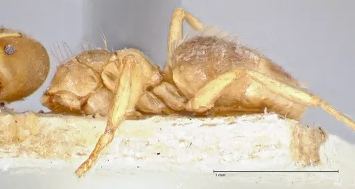 Pseudolasius pygmaeus - FOCOL2685