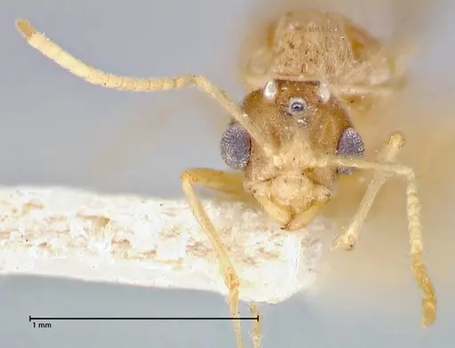 Pseudolasius pygmaeus - FOCOL2686