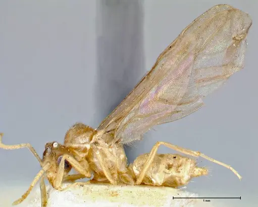 Pseudolasius pygmaeus - FOCOL2686