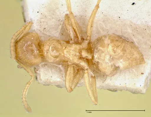 Pseudolasius pygmaeus - FOCOL2687