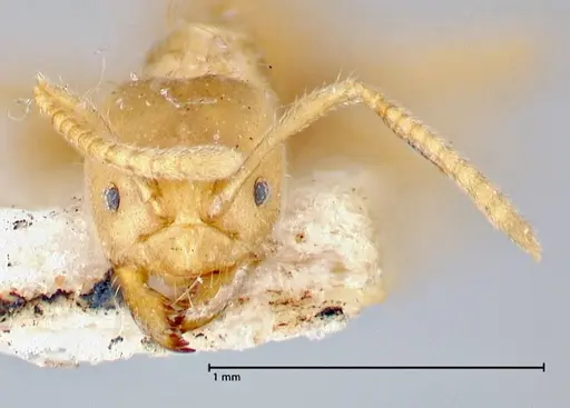 Pseudolasius pygmaeus - FOCOL2687