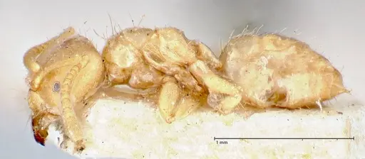 Pseudolasius pygmaeus - FOCOL2687