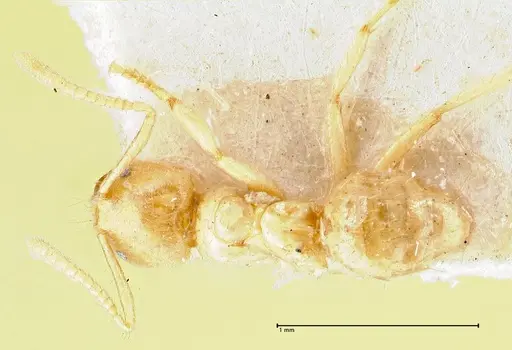 Pseudolasius pygmaeus - FOCOL2691