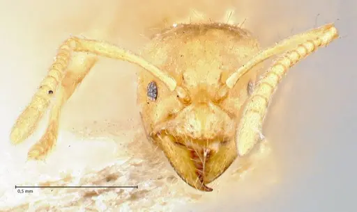 Pseudolasius pygmaeus - FOCOL2691