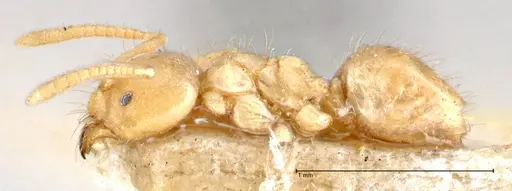 Pseudolasius pygmaeus - FOCOL2691