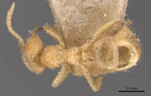Pseudolasius risii specimen