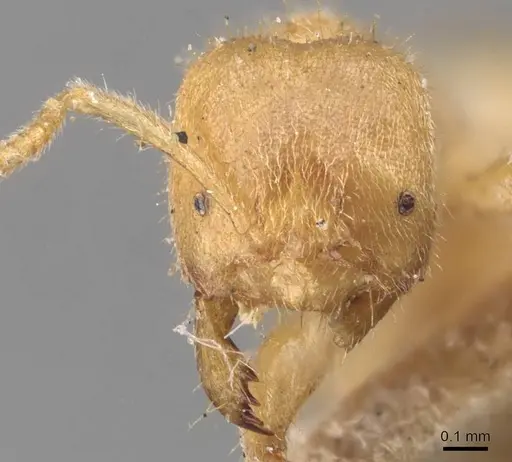 Pseudolasius risii specimen