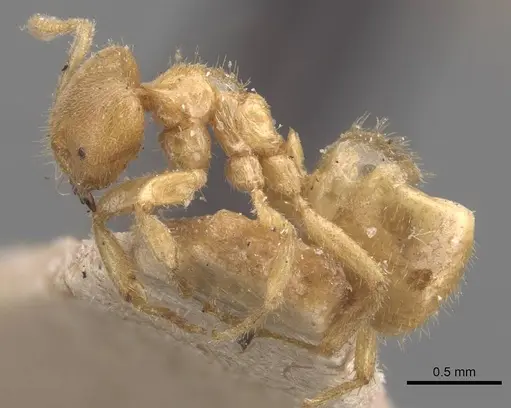 Pseudolasius risii specimen