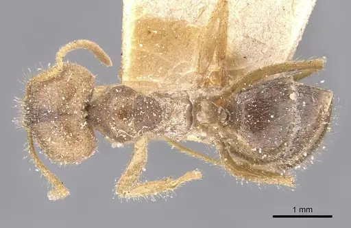 Pseudolasius salvazai specimen