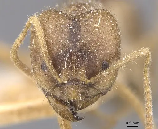 Pseudolasius salvazai specimen