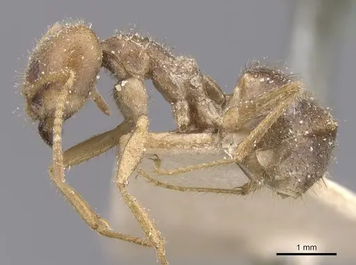 Pseudolasius salvazai specimen