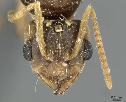 Pseudolasius sauteri specimen