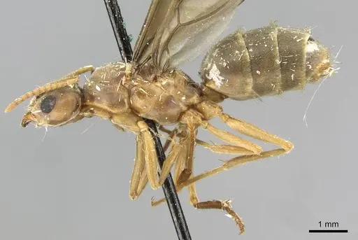 Pseudolasius sauteri specimen