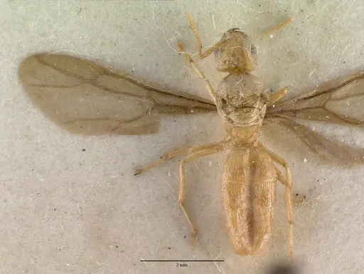 Pseudolasius sexdentatus specimen