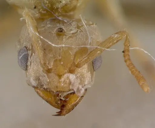 Pseudolasius sexdentatus specimen