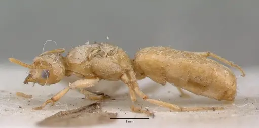 Pseudolasius sexdentatus specimen