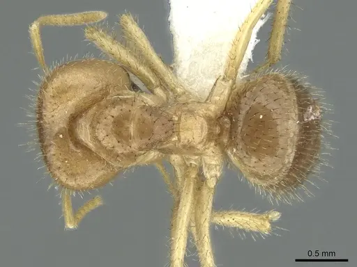 Pseudolasius silvestrii specimen