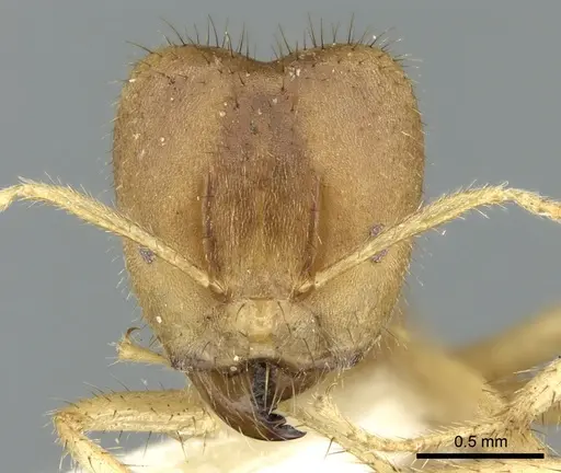 Pseudolasius silvestrii specimen