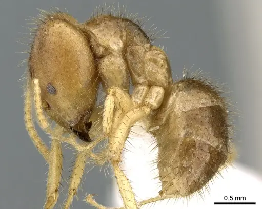 Pseudolasius silvestrii specimen