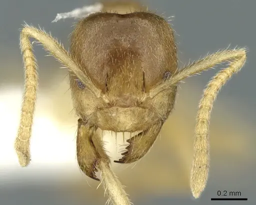 Pseudolasius silvestrii - CASENT0906274