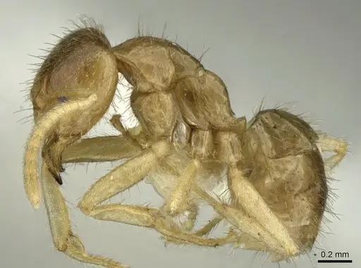 Pseudolasius silvestrii - CASENT0906274