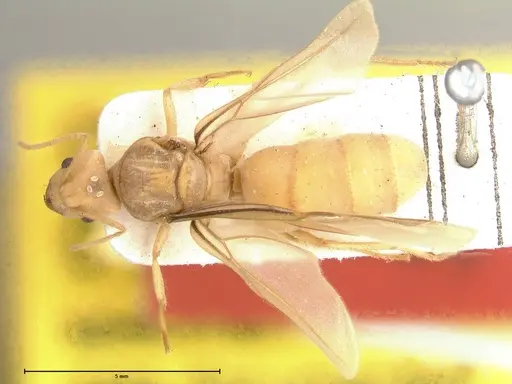 Pseudolasius streesemanni specimen