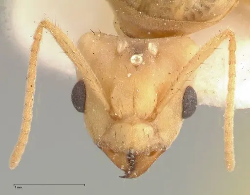 Pseudolasius streesemanni specimen