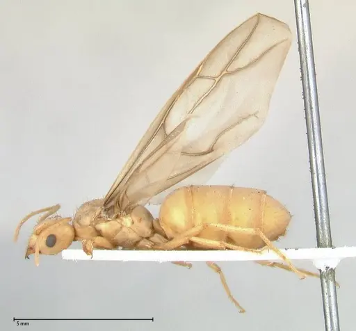 Pseudolasius streesemanni specimen