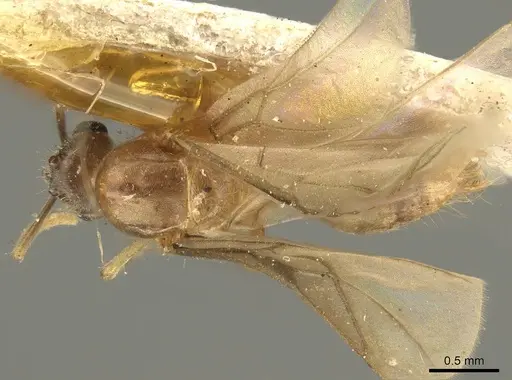 Pseudolasius sumatrensis specimen