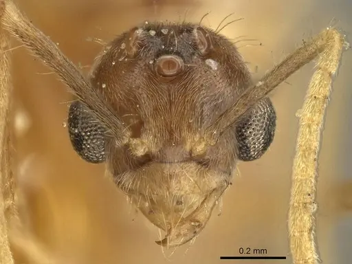 Pseudolasius sumatrensis specimen