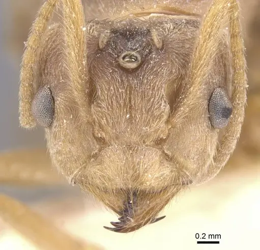 Pseudolasius sunda specimen