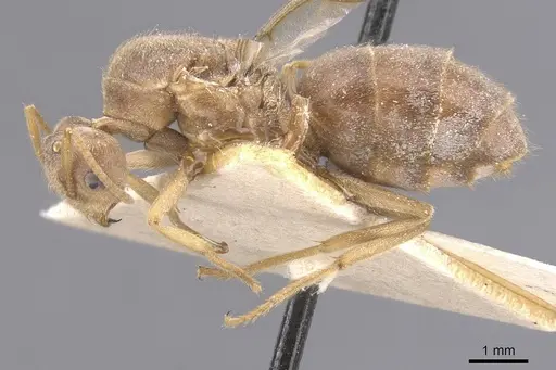 Pseudolasius sunda specimen