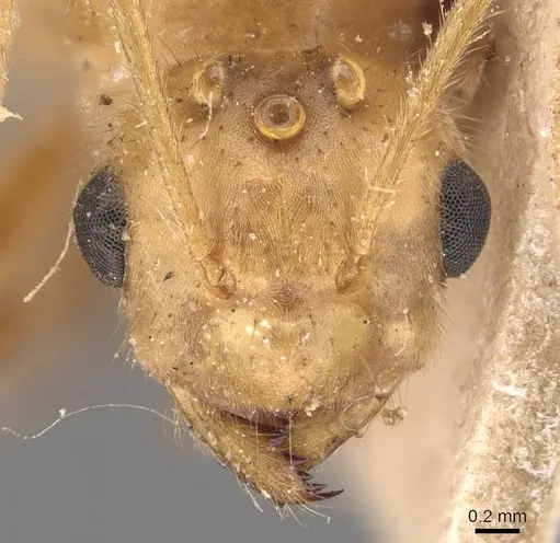 Pseudolasius tenuicornis specimen