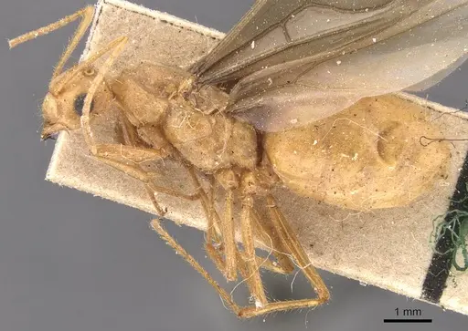 Pseudolasius tenuicornis specimen