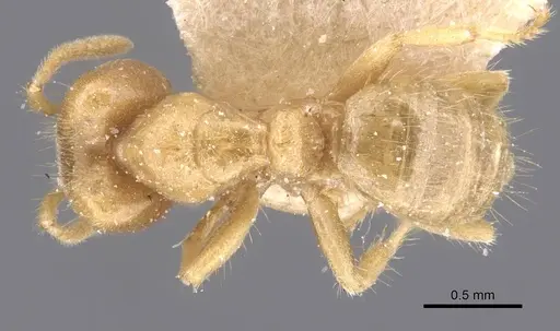 Pseudolasius trimorphus specimen