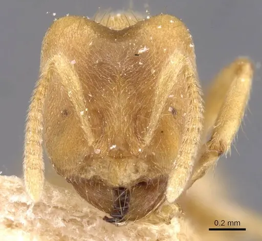 Pseudolasius trimorphus specimen