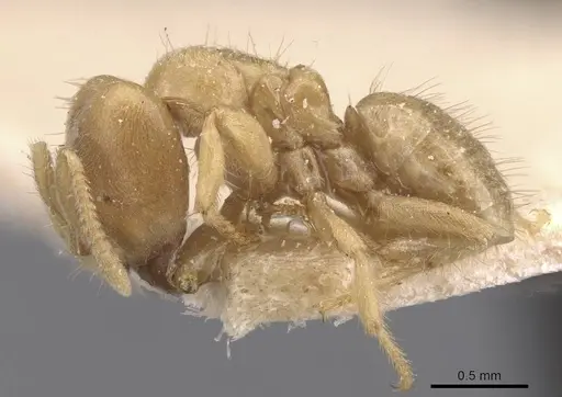 Pseudolasius trimorphus specimen