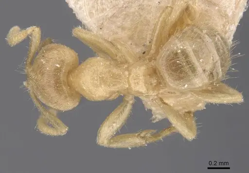 Pseudolasius trimorphus - CASENT0912327