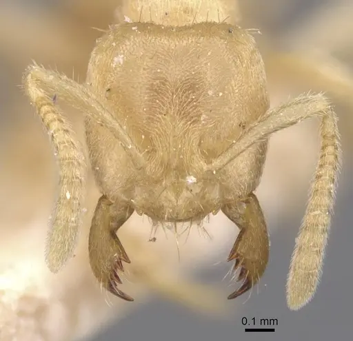 Pseudolasius trimorphus - CASENT0912327