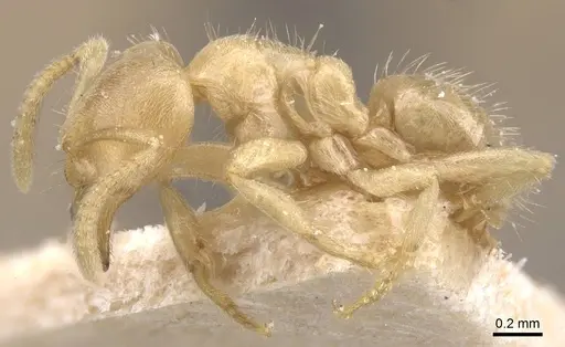 Pseudolasius trimorphus - CASENT0912327