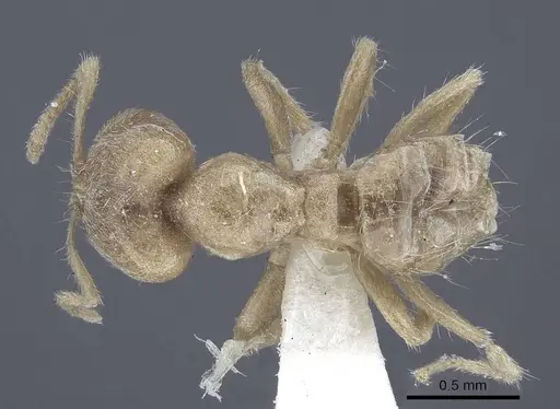 Pseudolasius trimorphus - CASENT0916786