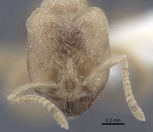 Pseudolasius trimorphus - CASENT0916786